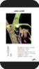 Luisia curtisii - mit 1 Bltenansatz